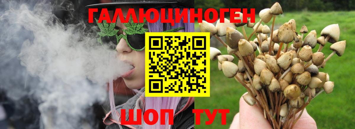 Псилоцибиновые грибы Psilocybe Кировск